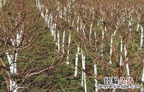 桃树内膛光秃的原因及防止措施 桃树内膛光秃的原因及防止措施视频