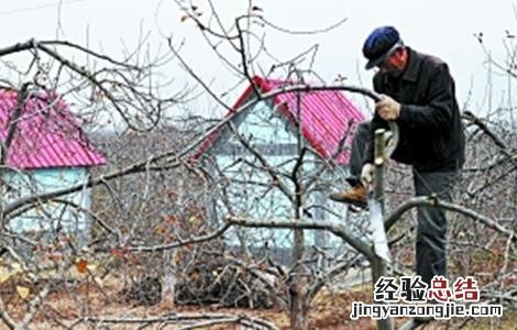苹果转枝方法和注意事项 苹果转枝方法和注意事项视频