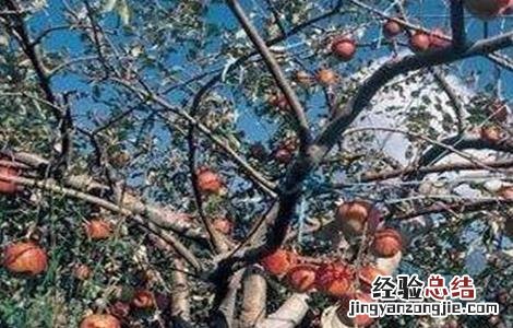 苹果转枝方法和注意事项 苹果转枝方法和注意事项视频