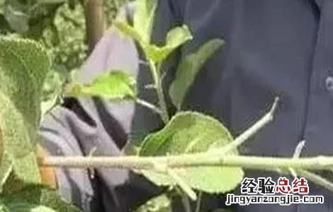 苹果摘心的方法 苹果摘心方法和注意事项