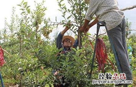 苹果摘心的方法 苹果摘心方法和注意事项