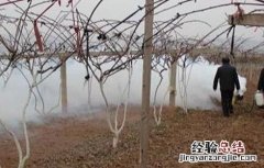 猕猴桃冬天防冻措施 猕猴桃冬季防冻措施