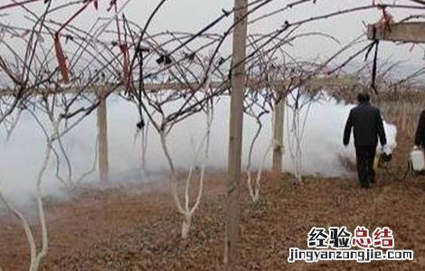 猕猴桃冬天防冻措施 猕猴桃冬季防冻措施