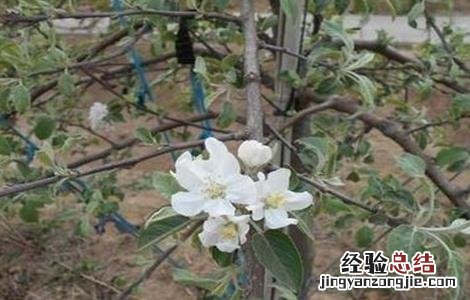 苹果花芽分化期管理技术 苹果花芽分化期管理技术要点