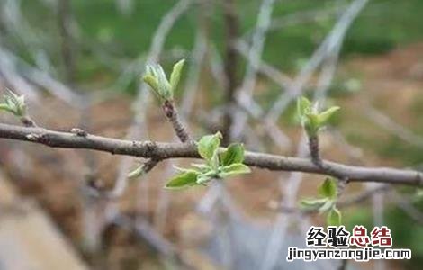 苹果花芽分化期管理技术 苹果花芽分化期管理技术要点