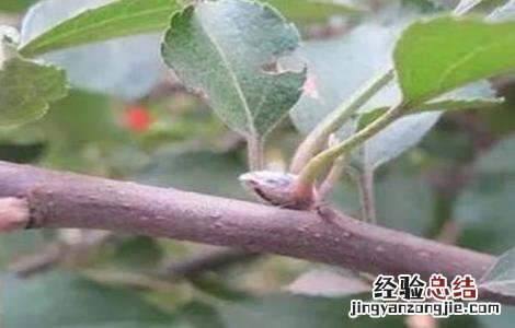 苹果花芽分化期管理技术 苹果花芽分化期管理技术要点