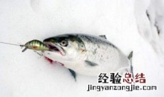 创造与魔法三文鱼用什么钓? 创造与魔法三文鱼用什么诱饵钓