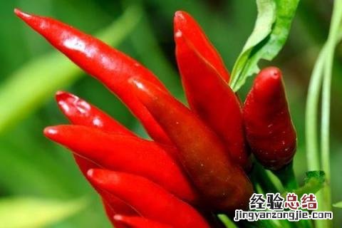 小米辣和朝天椒有啥区别 朝天椒和小米辣的区别