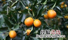 比较矮的果树有哪些 长得矮的果树有哪些