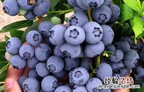 蓝莓肥害怎么补救 蓝莓肥害是什么原因