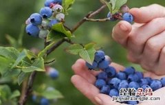 蓝莓肥害怎么补救 蓝莓肥害是什么原因