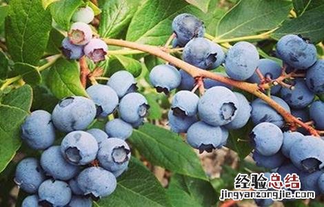 蓝莓肥害怎么补救 蓝莓肥害是什么原因
