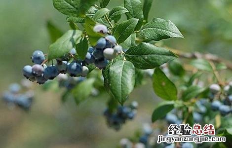 蓝莓肥害怎么补救 蓝莓肥害是什么原因