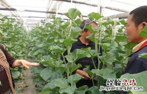 厚皮甜瓜整枝技术要点 厚皮甜瓜的整枝技术