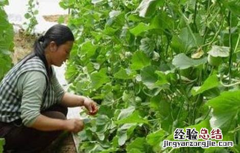 厚皮甜瓜整枝技术要点 厚皮甜瓜的整枝技术