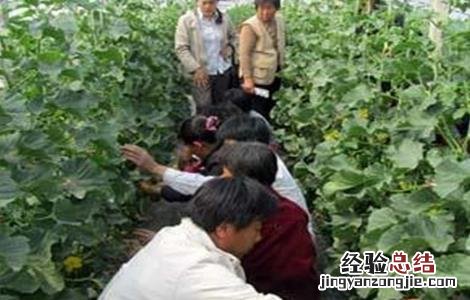 厚皮甜瓜整枝技术要点 厚皮甜瓜的整枝技术