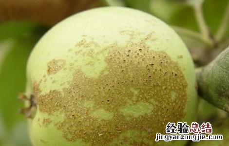 苹果胎锈原因及防治措施 苹果梗锈形成原因及防治方法