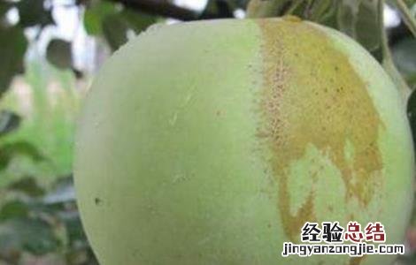 苹果胎锈原因及防治措施 苹果梗锈形成原因及防治方法