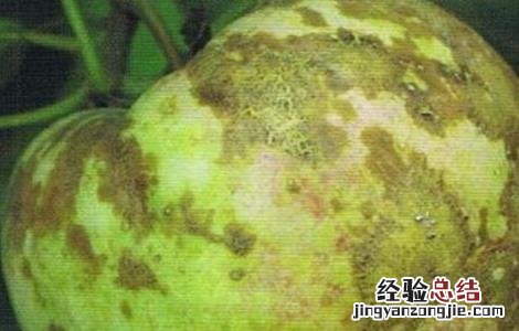 苹果胎锈原因及防治措施 苹果梗锈形成原因及防治方法