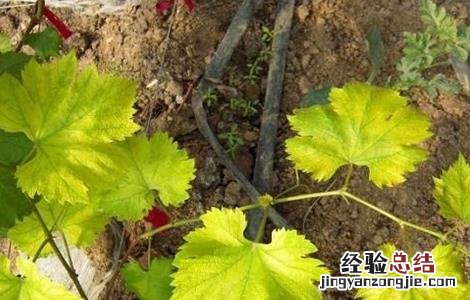 葡萄缺素症状 葡萄缺铁症状及原因