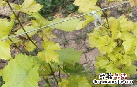 葡萄缺素症状 葡萄缺铁症状及原因