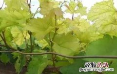 葡萄缺素症状 葡萄缺铁症状及原因