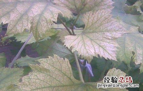 葡萄缺素症状 葡萄缺铁症状及原因
