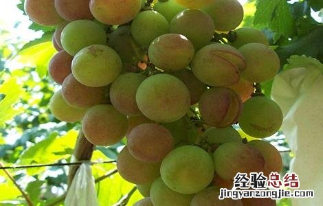 葡萄缺钙的症状有哪些 葡萄缺钙的症状有哪些图片