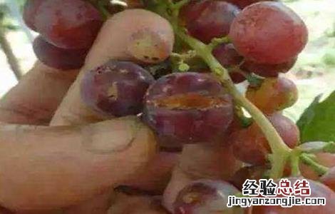 葡萄缺钙的症状有哪些 葡萄缺钙的症状有哪些图片