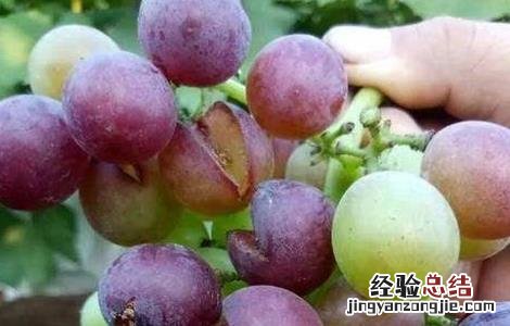 葡萄缺钙的症状有哪些 葡萄缺钙的症状有哪些图片