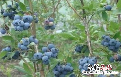 蓝莓肥害预防措施 蓝莓肥害怎么处理