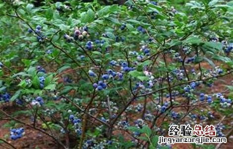 蓝莓肥害预防措施 蓝莓肥害怎么处理
