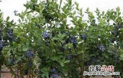蓝莓肥害预防措施 蓝莓肥害怎么处理