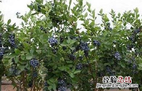 蓝莓肥害预防措施 蓝莓肥害怎么处理