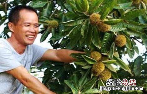 板栗结果部位外移怎么办