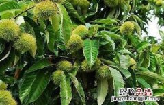 板栗结果部位外移怎么办