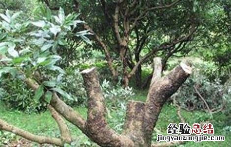 荔枝常见的修剪误区是什么 荔枝常见的修剪误区