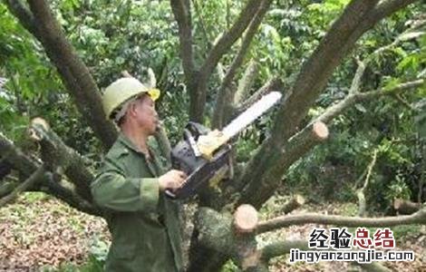 荔枝常见的修剪误区是什么 荔枝常见的修剪误区