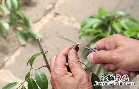 荔枝常见的修剪误区是什么 荔枝常见的修剪误区