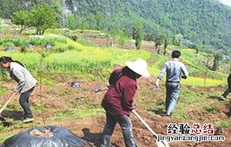 核桃春季管理技术要点 核桃春季管理技术