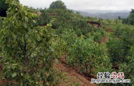 核桃春季管理技术要点 核桃春季管理技术