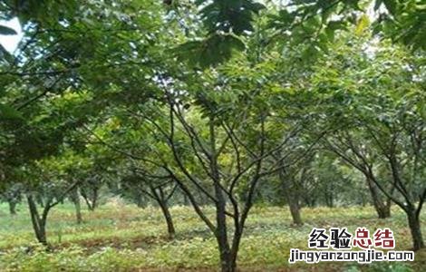 板栗盛果期持续时间 板栗盛果期管理要点