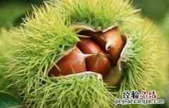 板栗盛果期持续时间 板栗盛果期管理要点