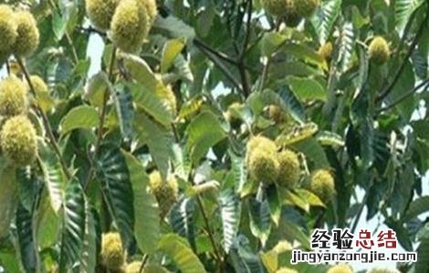 板栗盛果期持续时间 板栗盛果期管理要点