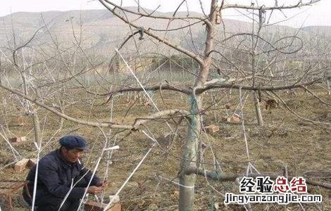 苹果树拉枝的作用 苹果树拉枝有哪些作用