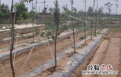 苹果树拉枝的作用 苹果树拉枝有哪些作用