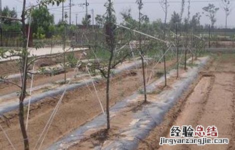 苹果树拉枝的作用 苹果树拉枝有哪些作用