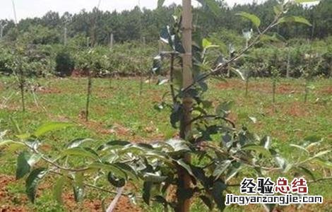 苹果树拉枝的作用 苹果树拉枝有哪些作用