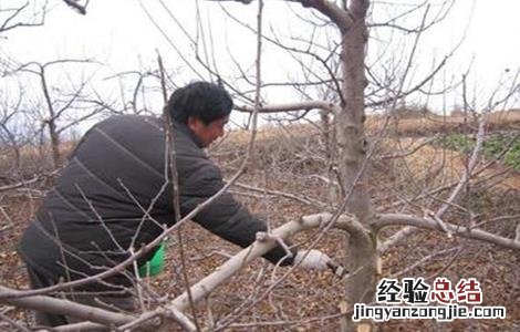 苹果树拉枝的作用 苹果树拉枝有哪些作用