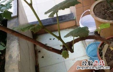 葡萄僵苗如何处理 葡萄僵苗如何处理好